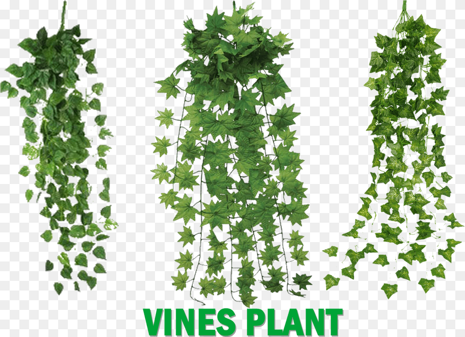 Untitled 1 Copy Vines Plants, Plant, Vine, Ivy Png