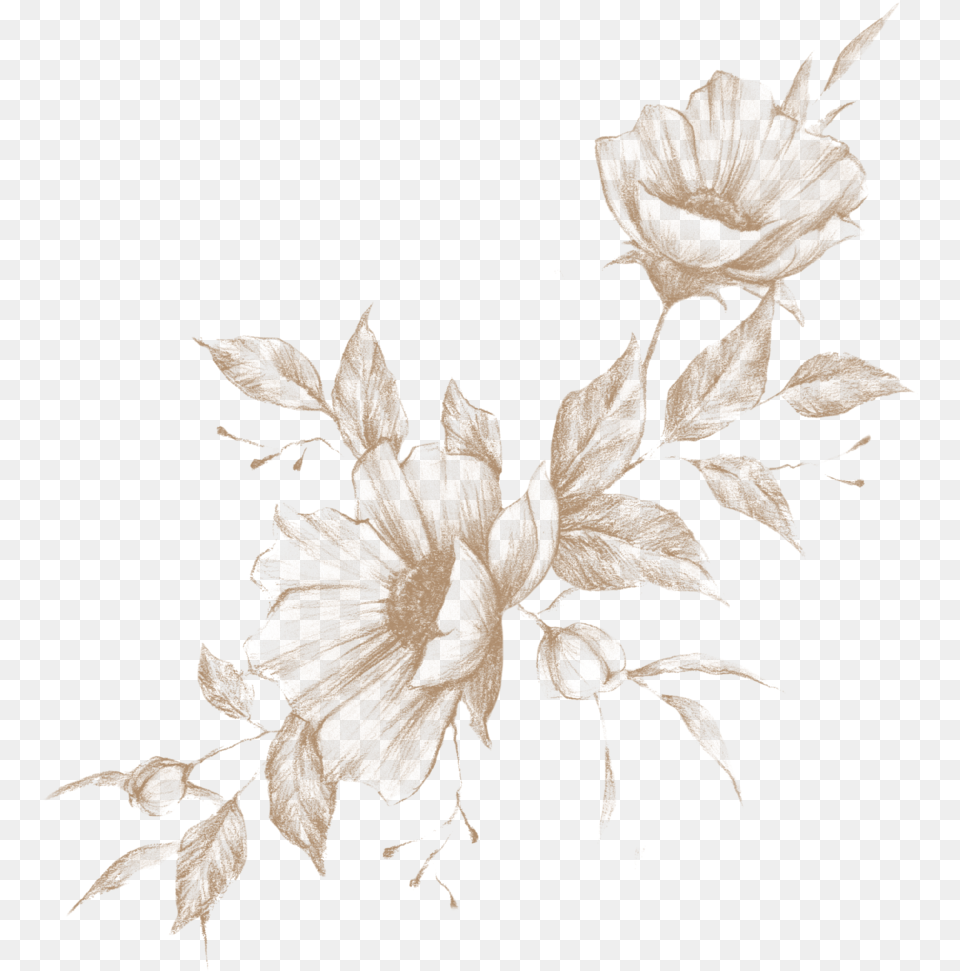 Untitled 1 Crenate Orchid Cactus, Art, Plant, Pattern, Leaf Free Png