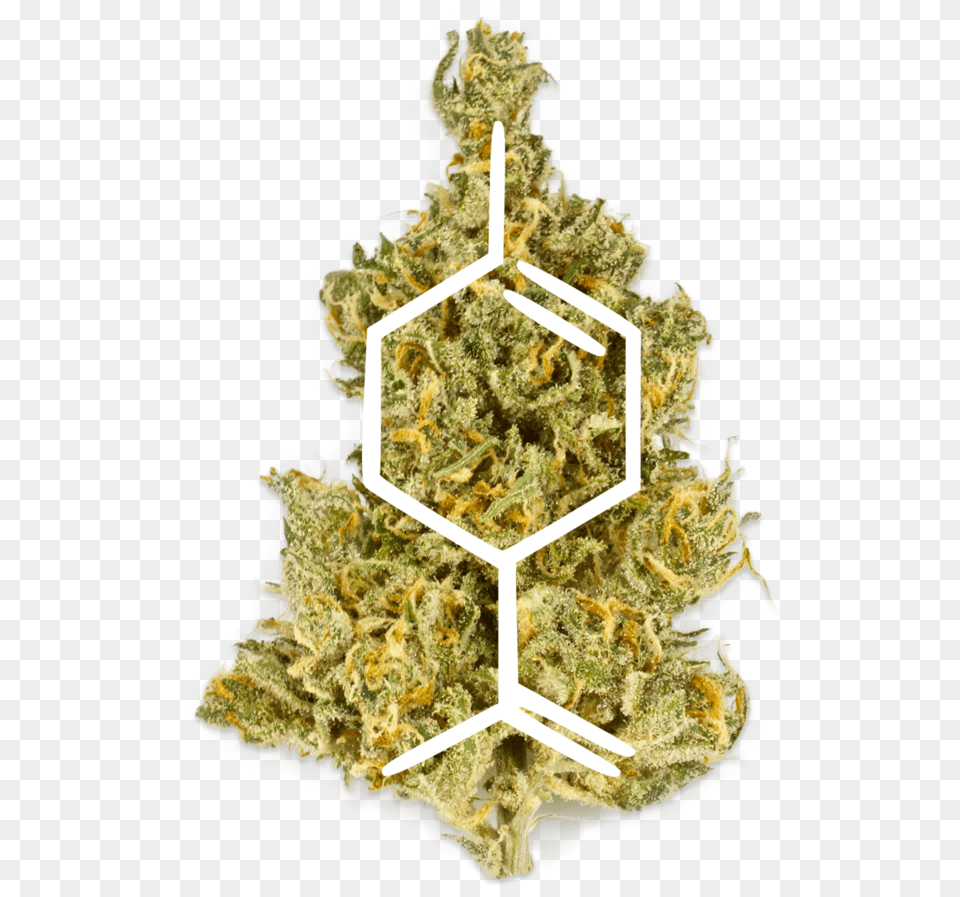 Untitled 1 Fir, Plant, Weed Png