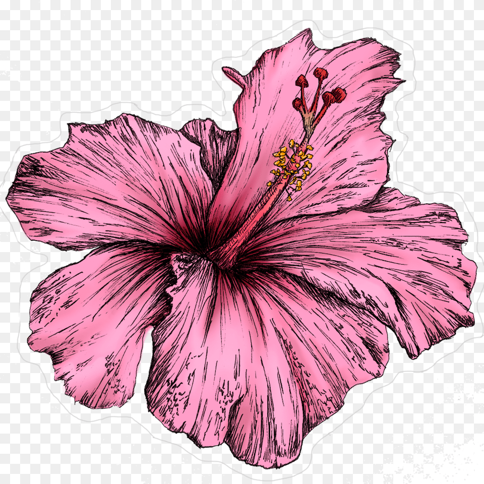 Untitled 1 Hawaiian Hibiscus, Plant, Flower, Adult, Wedding Png Image