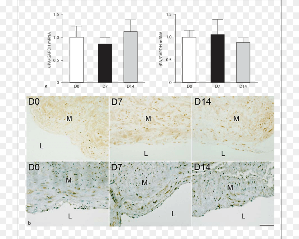 Upa And Tpa Regulation In Human Veins Submitted To Human, Chart, Plot Png