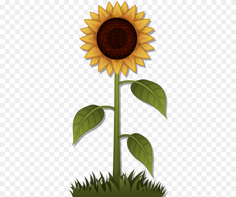 Update Minecraft, Flower, Plant, Sunflower, Cross Png Image