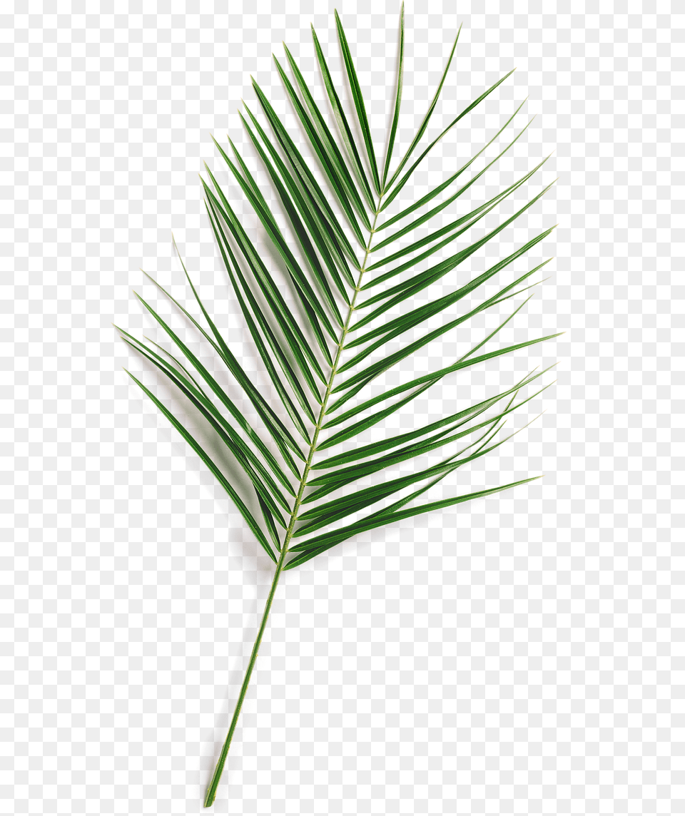 Updated Leaffff Fern Pond Pine, Fir, Leaf, Plant, Tree Free Png