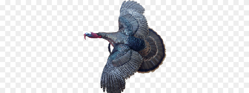 Uplandprices Wild Turkey, Animal, Bird, Fowl, Poultry Png Image