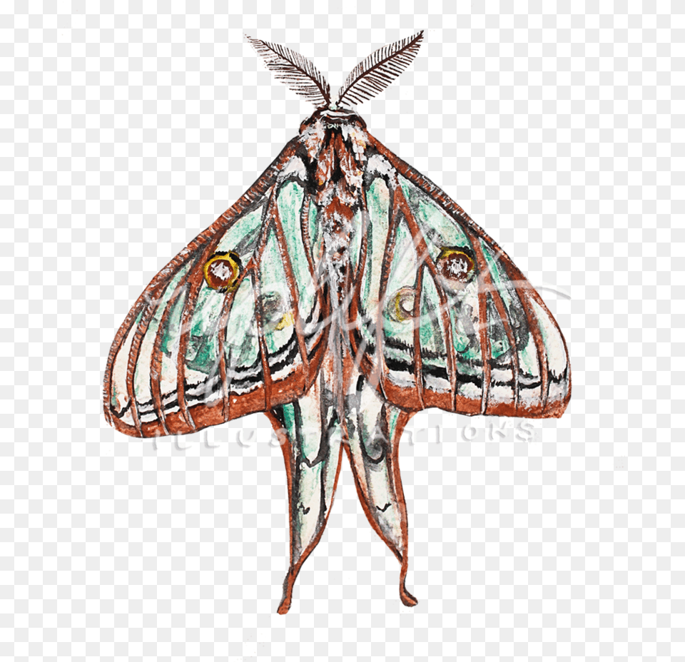 Uplift Illustrations Alsophila Pometaria, Animal, Butterfly, Insect, Invertebrate Free Transparent Png
