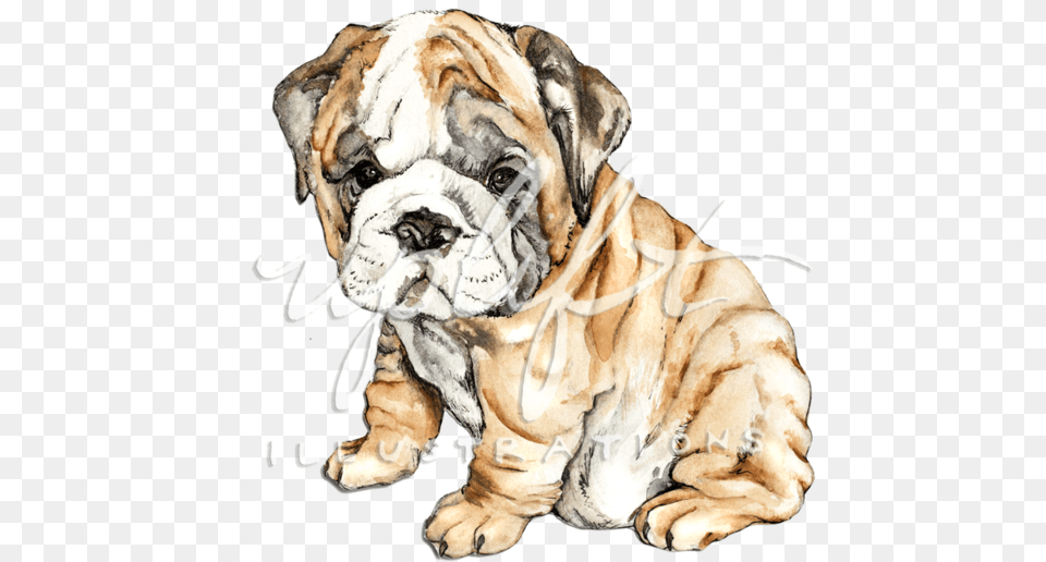 Uplift Illustrations Bulldog, Animal, Canine, Mammal, Dog Png