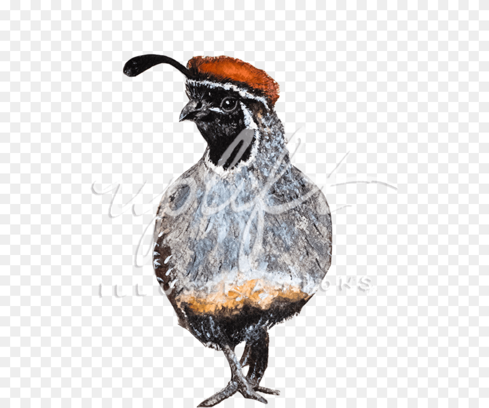 Uplift Illustrations Quail, Animal, Bird Free Png