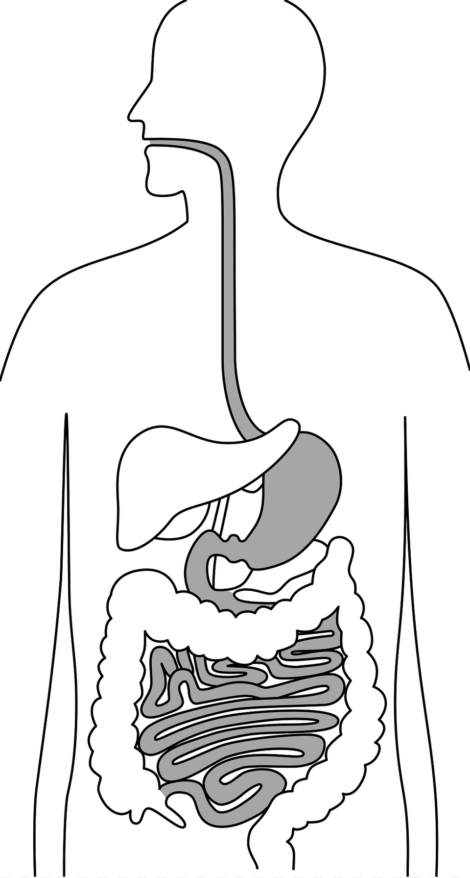 Upper Gastrointestinal Tract Clipart, Cutlery Png Image