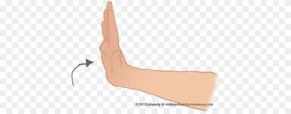 Upper Nerve 17 Upper Side Of Palm, Body Part, Finger, Hand, Person Free Transparent Png