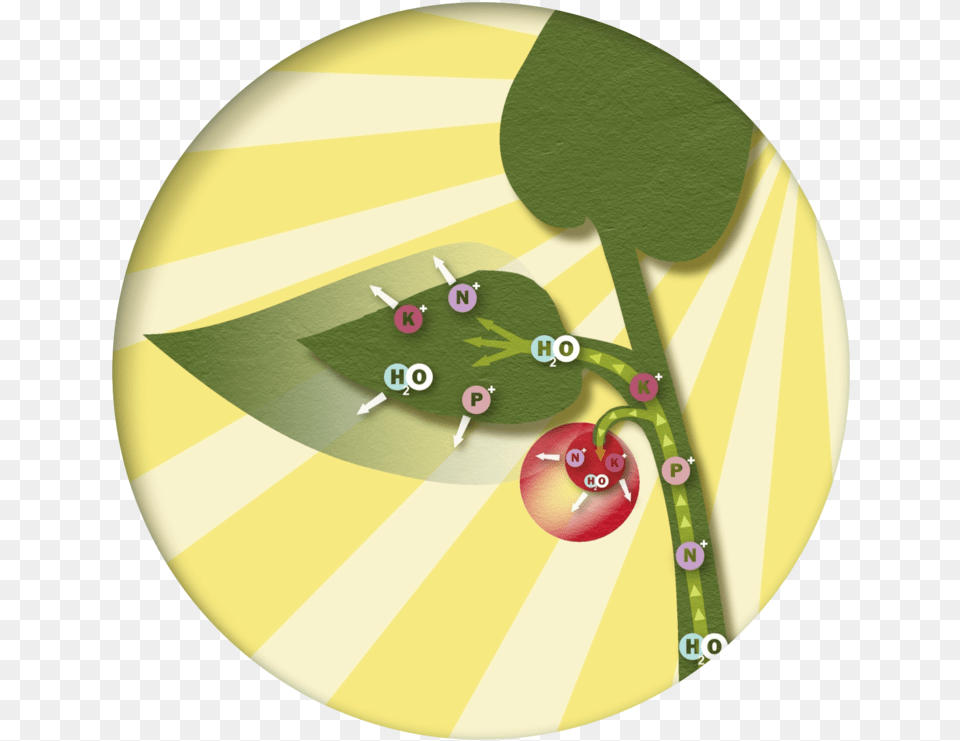 Upper Plant Growth Circle, Leaf, Food, Fruit, Produce Free Transparent Png