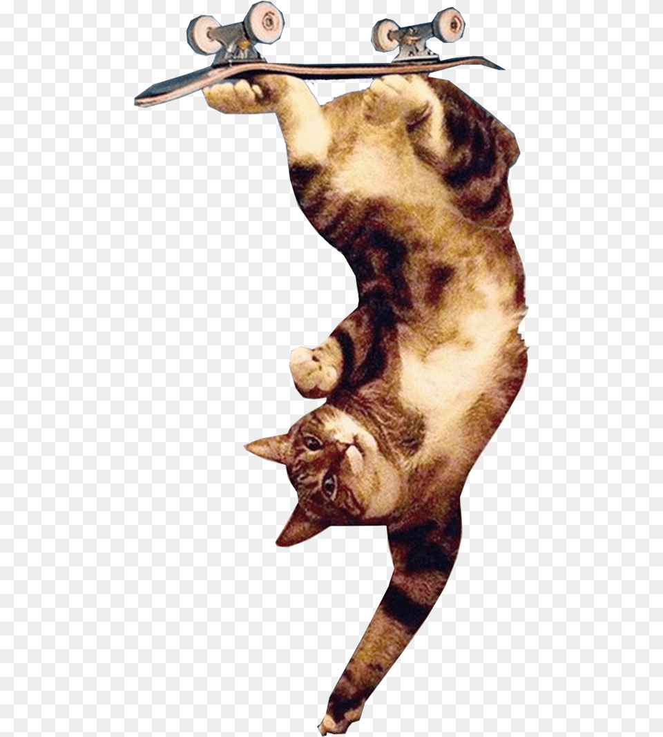Upsidedown Cat Trick Jumping, Animal, Mammal, Pet, Skateboard Png Image