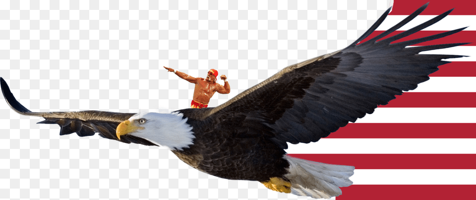 Upvote This Image Of Hulk Hogan Riding A Bald Eagle Eagle Flying Transparent Background, Animal, Bird, Man, Male Png