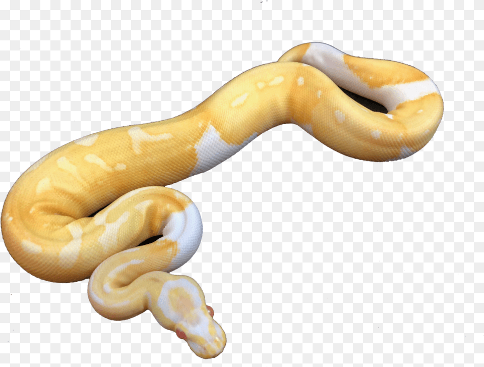 Urban Albino Burmese Python, Animal, Reptile, Snake Free Png