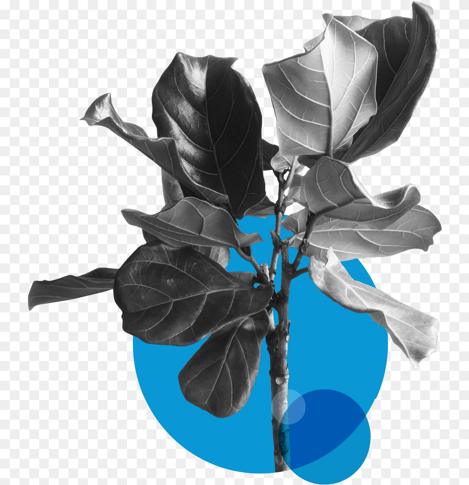 Urban Systems And The Circular Economy Plant, Leaf, Flower, Tree, Potted Plant Free Transparent Png