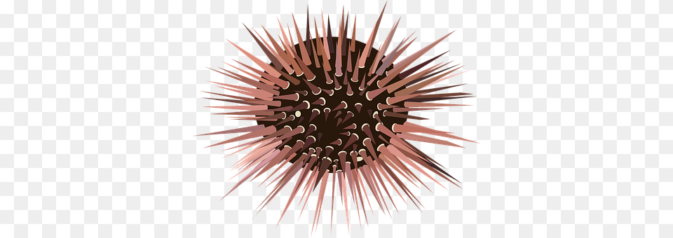 Urchin Animal, Sea Life, Invertebrate, Festival Free Png Download