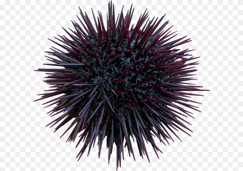 Urchin Seaurchin Sealife Terrieasterly Sea Urchin Background, Animal, Plant, Sea Life, Invertebrate Free Transparent Png