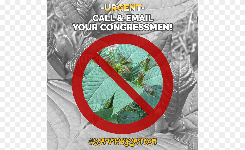 Urgent Call Amp Email Your Congressmen, Leaf, Plant, Animal, Bee Png Image