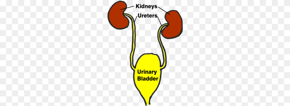 Urinary Tract Infection, Body Part, Stomach, Dynamite, Weapon Free Png