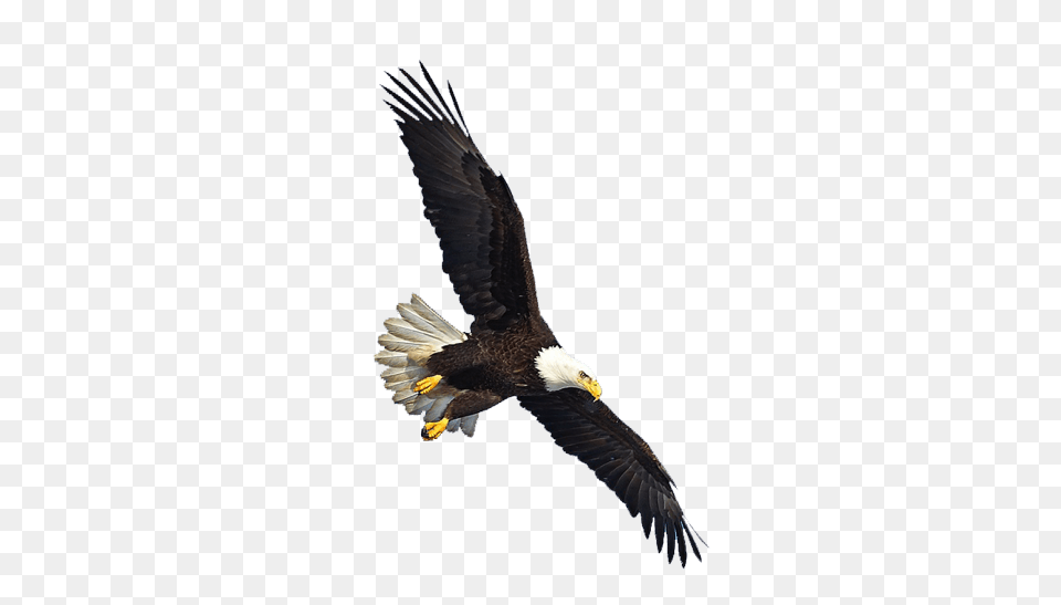 Us Eagle Flying, Animal, Bird, Bald Eagle Png Image