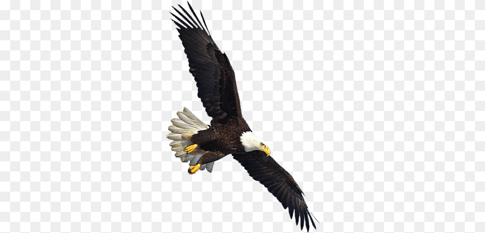 Us Eagle Flying Eagle Flying Transparent Background, Animal, Bird, Bald Eagle, Beak Png
