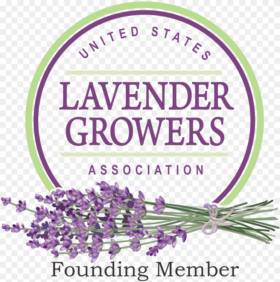Us Lavender Growers Founding Urban Platter Dried Lavender Flowers From Kashmir, Flower, Plant, Purple Png