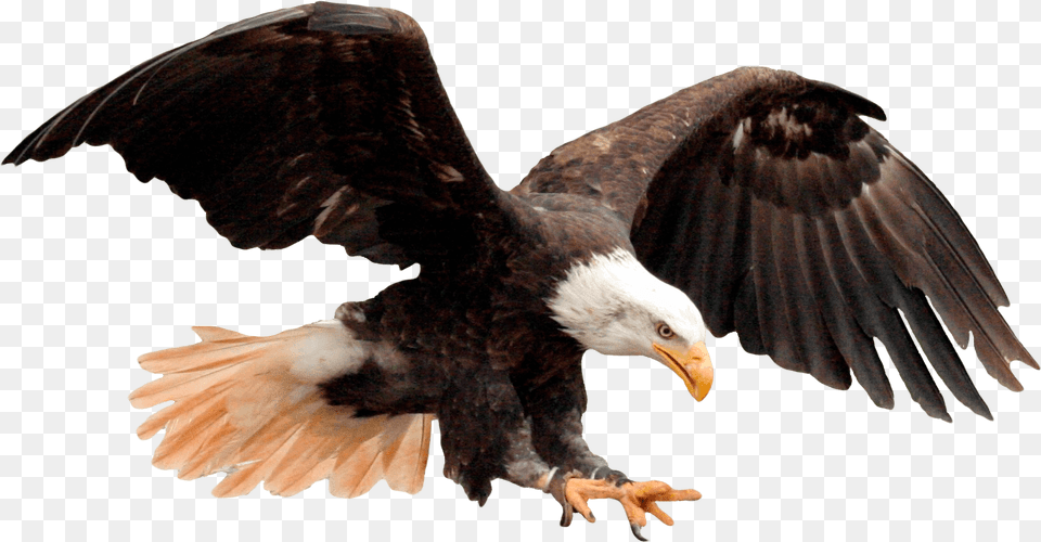 Usa Eagle, Animal, Bird, Bald Eagle, Flying Png