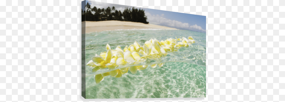 Usa Hawaii Oahu Plumeria Lei Floating In Crystal Great Big Canvas Vince Cavataio Premium Thick Wrap, Water, Summer, Sea, Plant Free Png