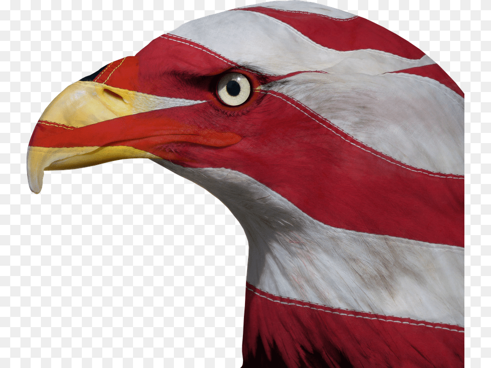 Usa United States Freedom Bald Eagle Patriotic, Animal, Beak, Bird Free Transparent Png