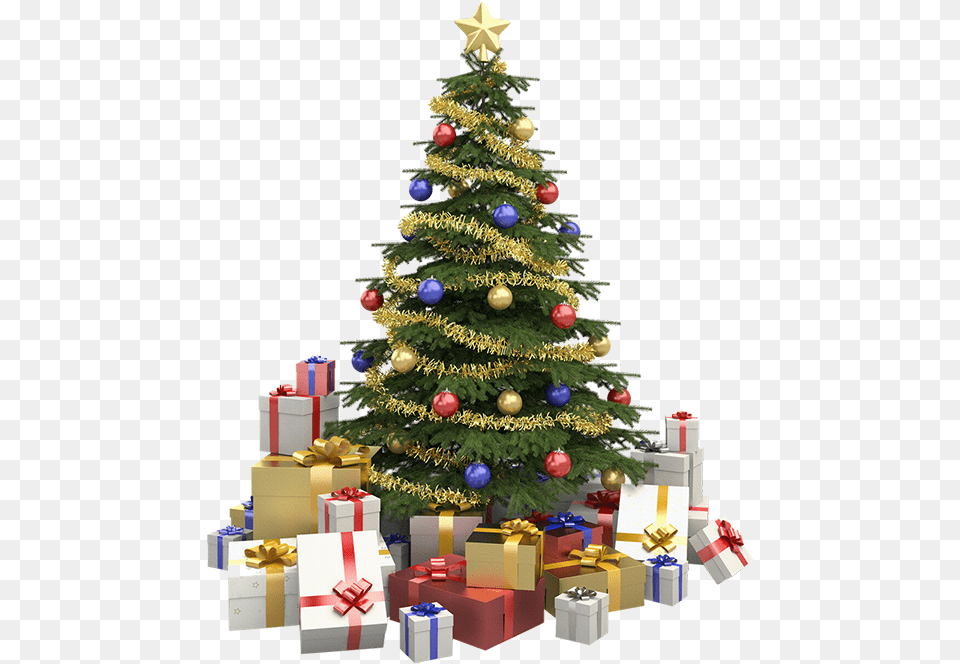 Usada Como Enfeite Nas Portas De Entrada Das Residncias D Un Sapin De Nol, Plant, Tree, Christmas, Christmas Decorations Png Image