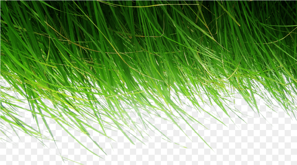 Use The Grass, Plant, Vegetation, Green, Moss Png
