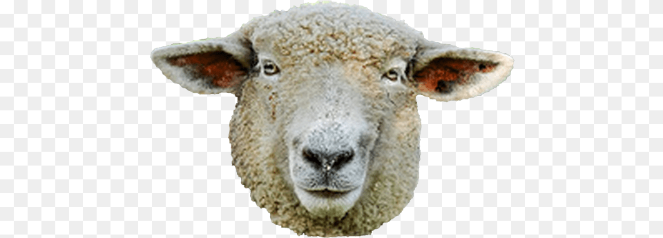 Use These Sheep Vector Clipart Sheep Face No Background, Animal, Livestock, Mammal, Kangaroo Free Transparent Png