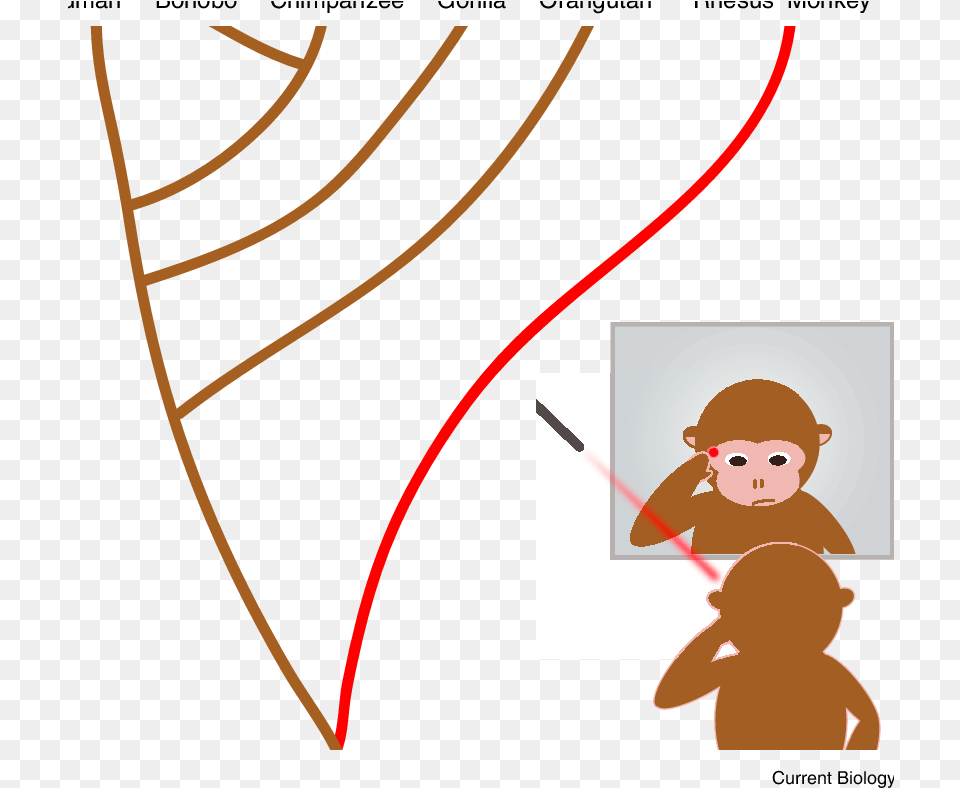 Used A Mildly Irritating Red Laser In Combination With Cartoon, Baby, Person, Bow, Weapon Png