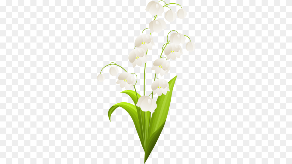 User Blogmagical Sea Corgitribe Of The Valley Lily Lily Of The Valley Watercolor, Flower, Plant, Petal, Amaryllidaceae Free Png