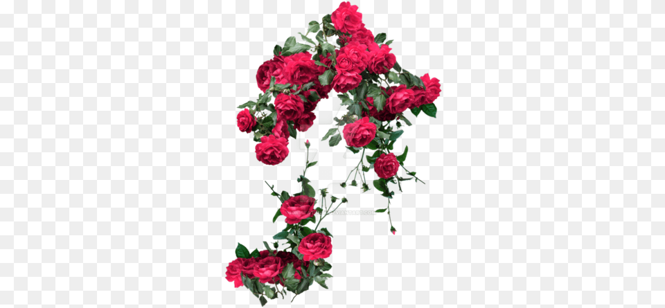 User Blogwolfitingzsandtorrent Animal Groups Roleplay Rose Vines, Flower, Flower Arrangement, Flower Bouquet, Plant Free Transparent Png