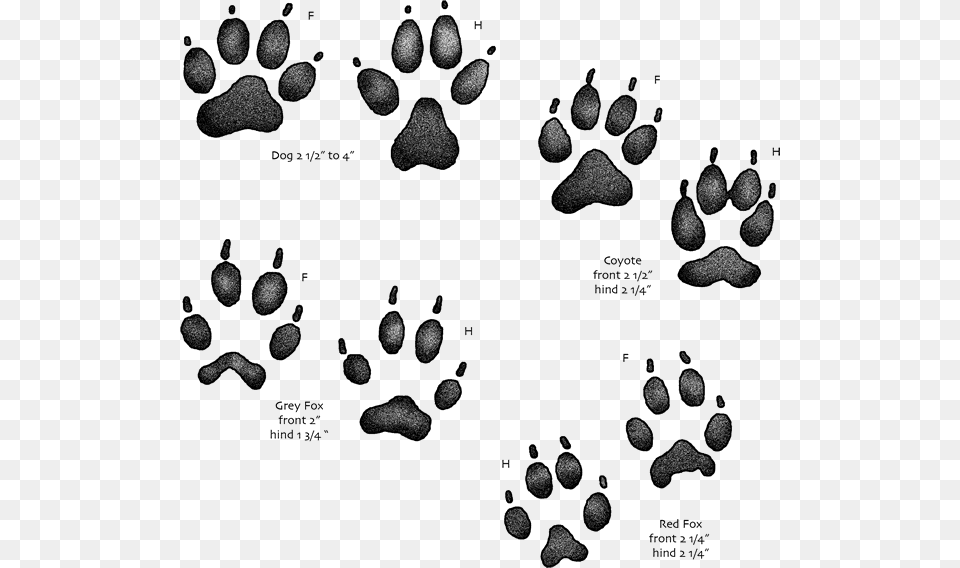 Usgs Kids Animal Tracks, Footprint Free Transparent Png