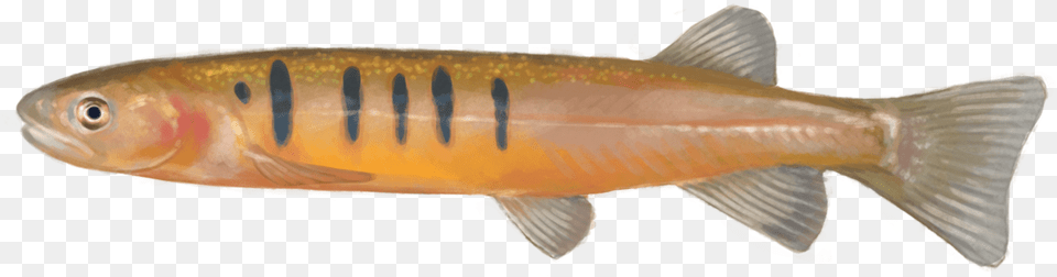 Using Edna To Detect This Species Lunge, Animal, Fish, Sea Life, Coho Free Transparent Png