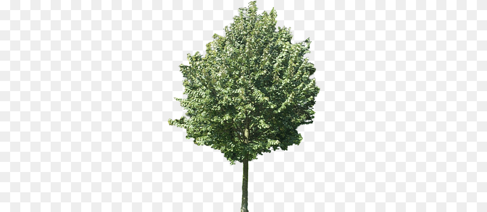 Using Plane Textures For Trees People Etc In Still Tree Texture Oak, Maple, Plant, Sycamore, Leaf Free Transparent Png