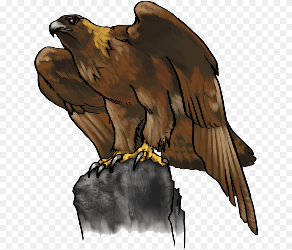 Usm Golden Eagle Clipart Clip Art Golden Eagle, Animal, Kite Bird, Bird, Hawk Free Png
