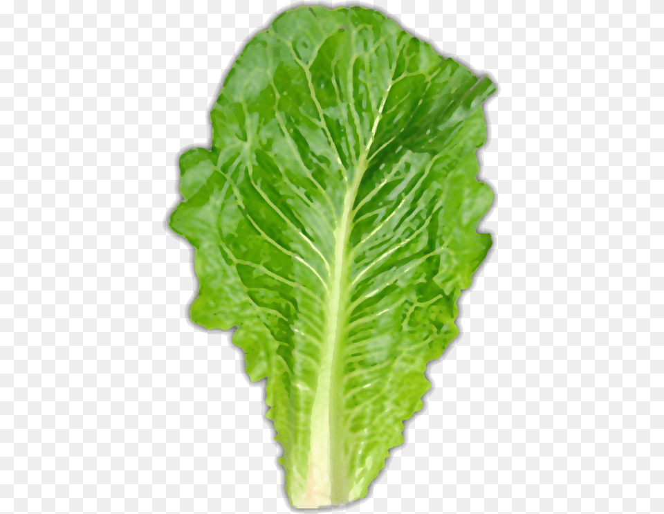 Usually About One Large Leaf Romaine Lettuce, Food, Plant, Produce, Vegetable Free Png