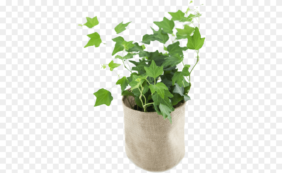 Utah, Jar, Leaf, Plant, Planter Free Png Download