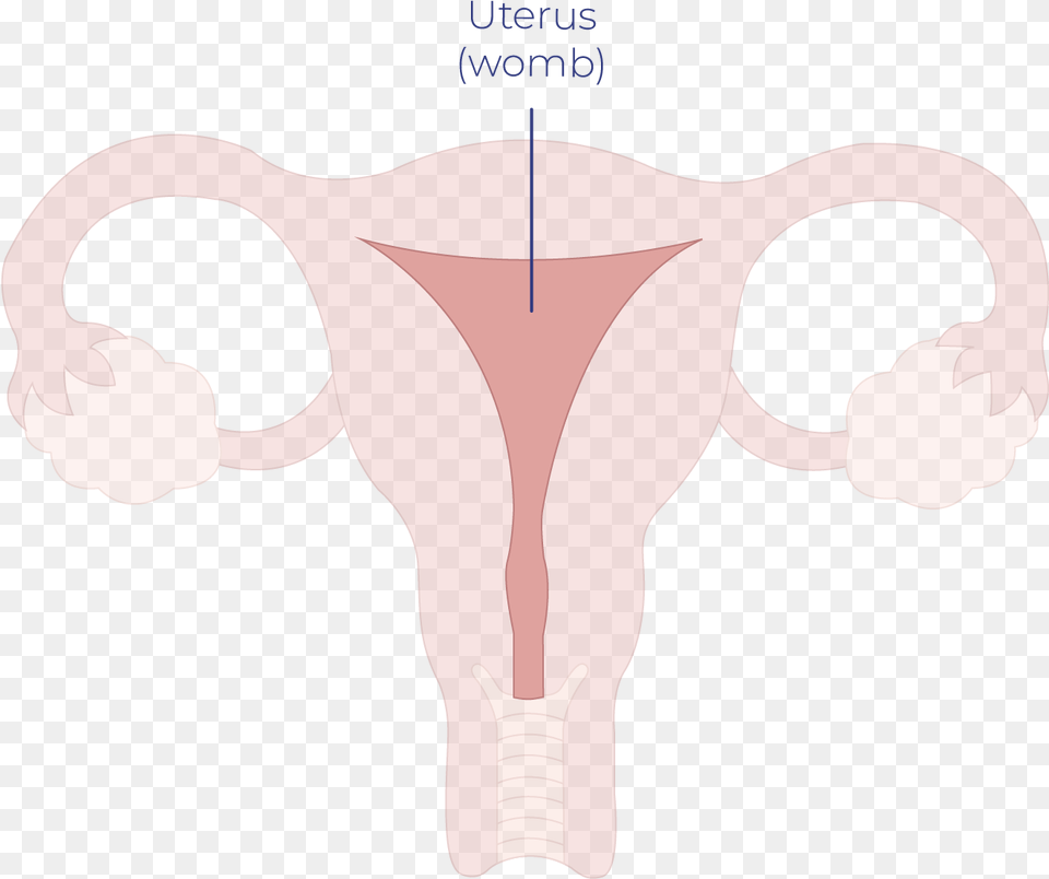 Uterine Cancer Illustration, Baby, Person, Chart, Plot Free Png Download