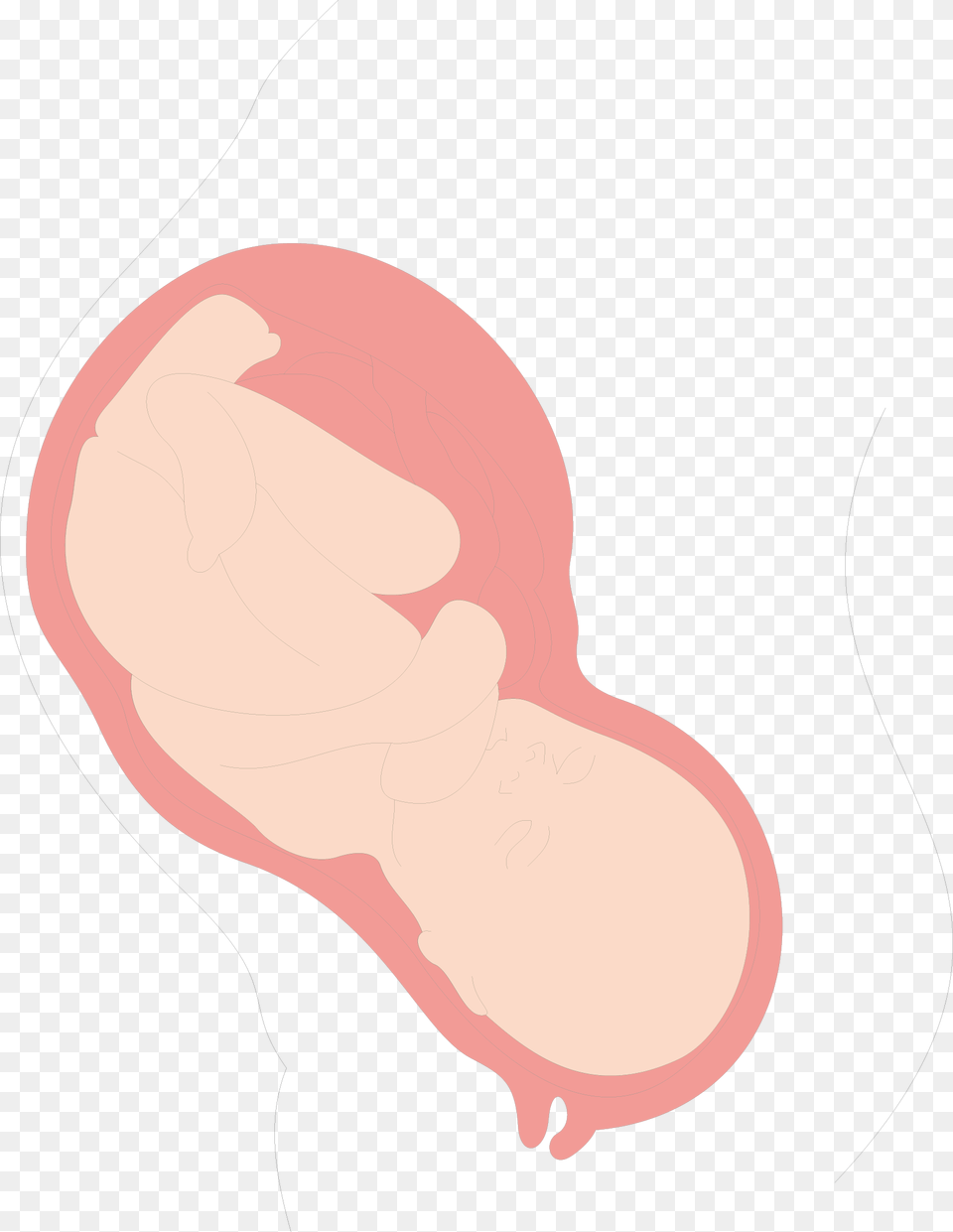 Uterus Clip Art, Animal, Kangaroo, Mammal Free Transparent Png