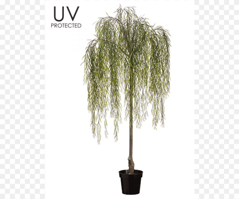 Uv Protected Willow Tree In Plastic Pot Green Willow Tree In Pot, Plant, Palm Tree, Potted Plant Free Transparent Png