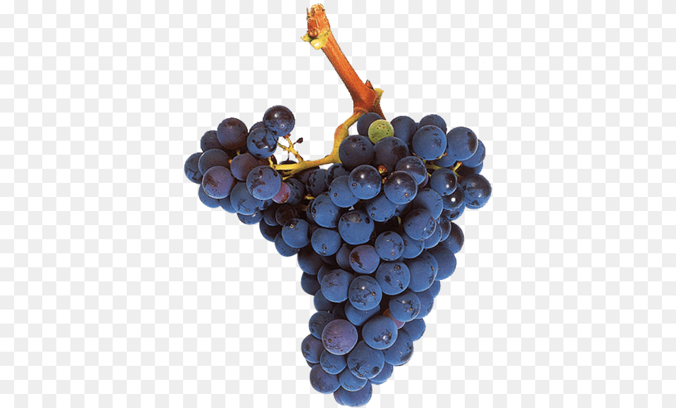 Uva Garnacha Tinta Mazuelo Grape, Food, Fruit, Grapes, Plant Free Png