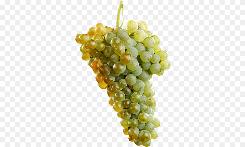 Uva Macabeo Macabeo Grape, Food, Fruit, Grapes, Plant Free Png