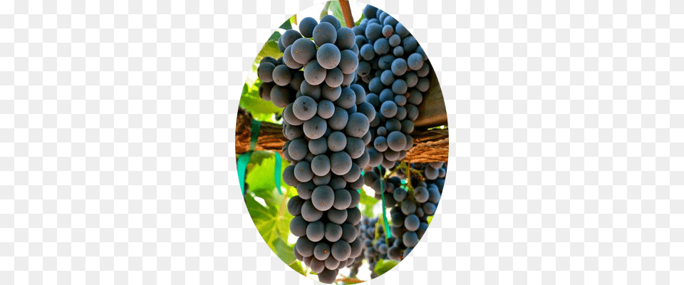 Uva Tinta Sangiovese Grape, Food, Fruit, Grapes, Plant Free Transparent Png