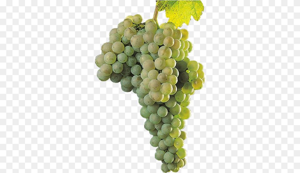 Uvas Blancas Palomino, Food, Fruit, Grapes, Plant Png