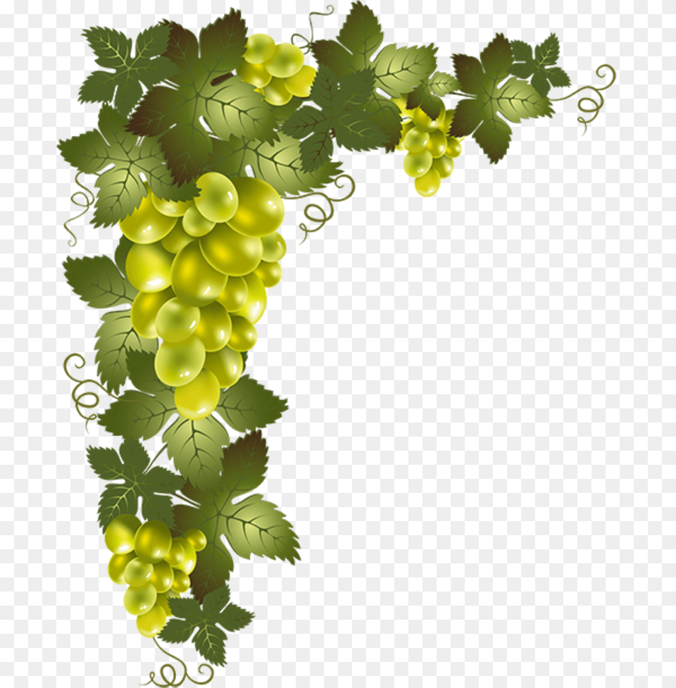 Uvas Grape Vine, Food, Fruit, Grapes, Plant Free Transparent Png