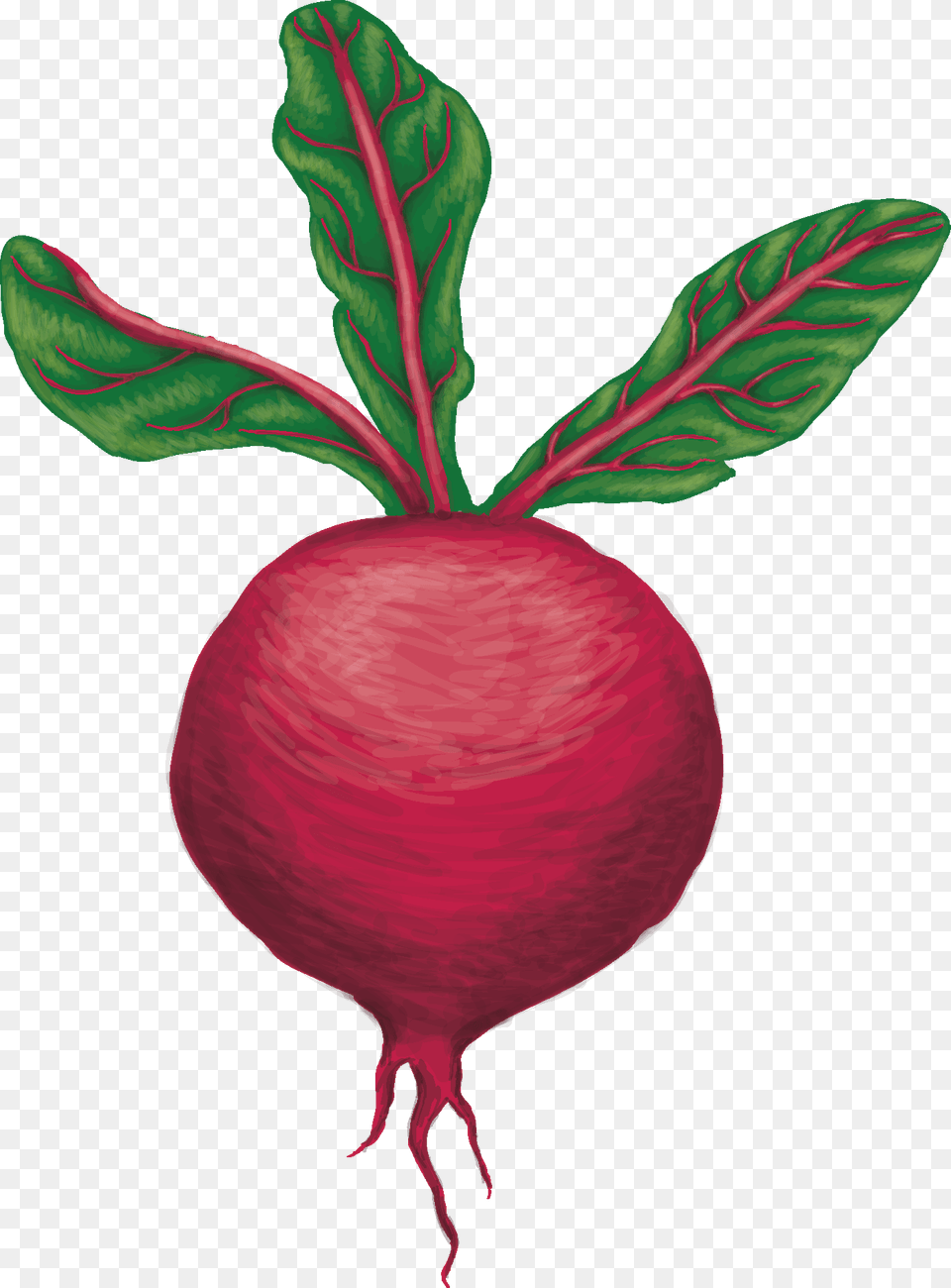 Uw Student Food Coop, Produce, Plant, Radish, Vegetable Png Image