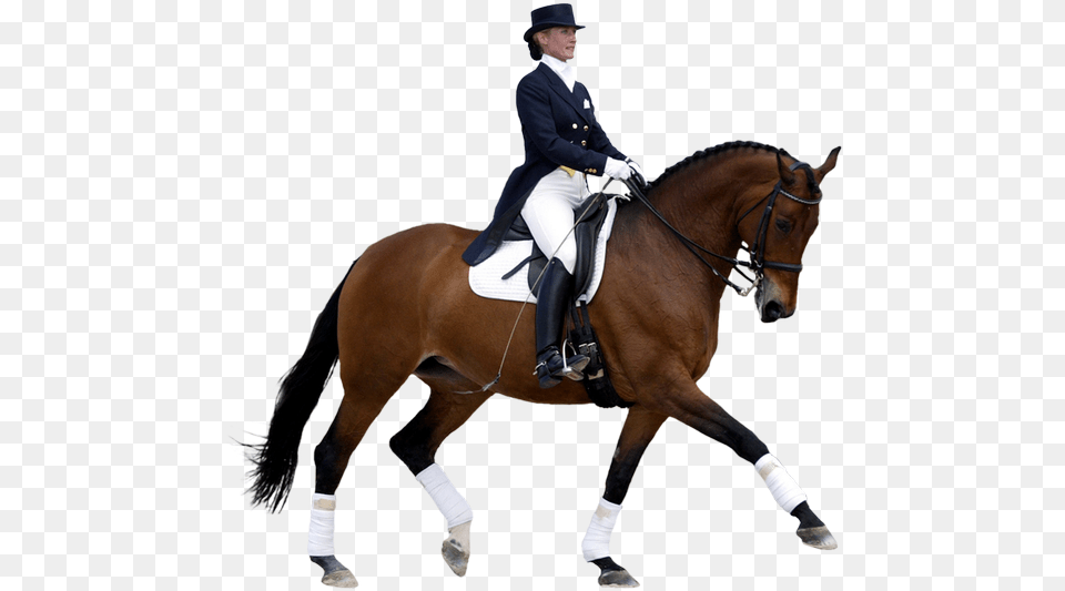 V 0 8 346 7 Kbytes Horse Riding Mob Hd Horse Dressage, Person, Mammal, Equestrian, Animal Png Image